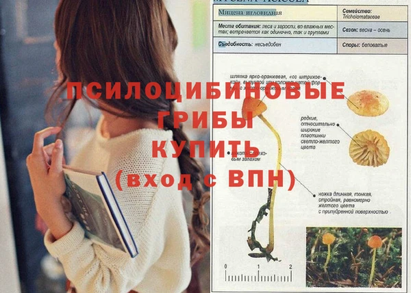 ПСИЛОЦИБИНОВЫЕ ГРИБЫ Вязники